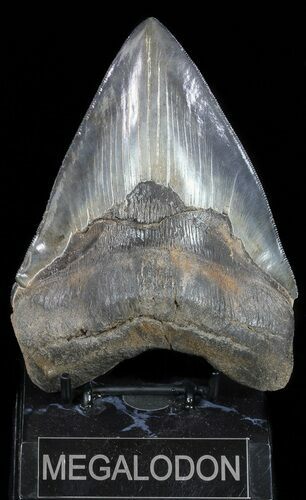 Huge, Fossil Megalodon Tooth - Serrated Blade #56511